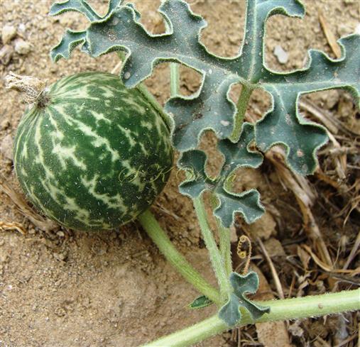  Fruit